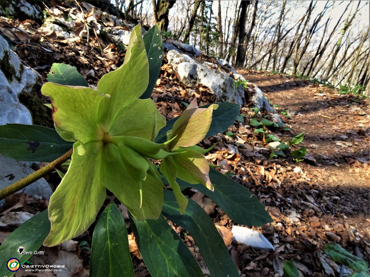 83  Gli ellebori  fecondati di varia colorazione(Helleborus niger) .JPG